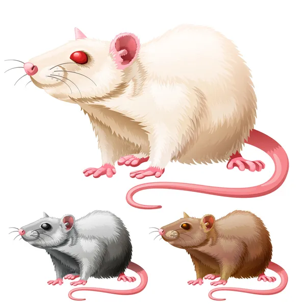 Illustration of lab rat on white background — Stock Vector