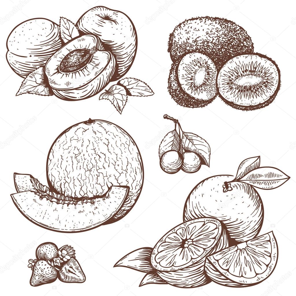 Engraving illustration of sweet fruits and berries