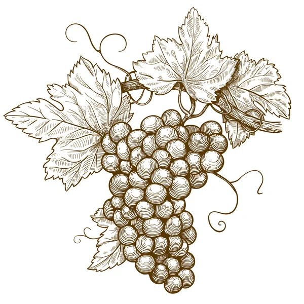 Гравировка винограда на ветке на белом фоне — стоковый вектор
