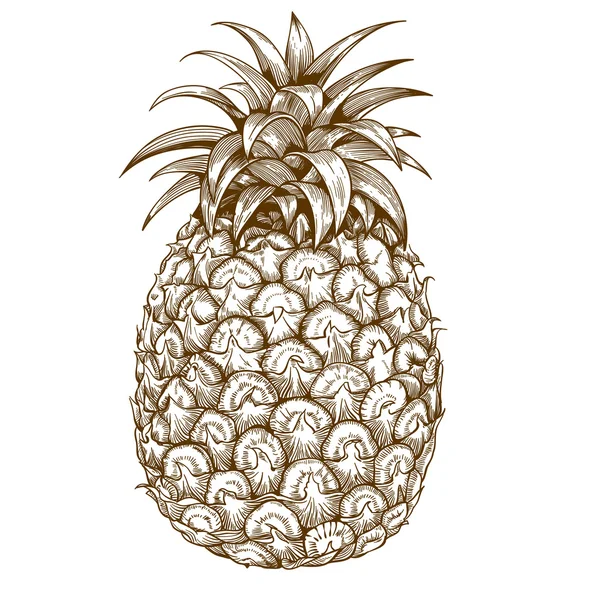 Gravírování ananas na bílém pozadí — Stockový vektor