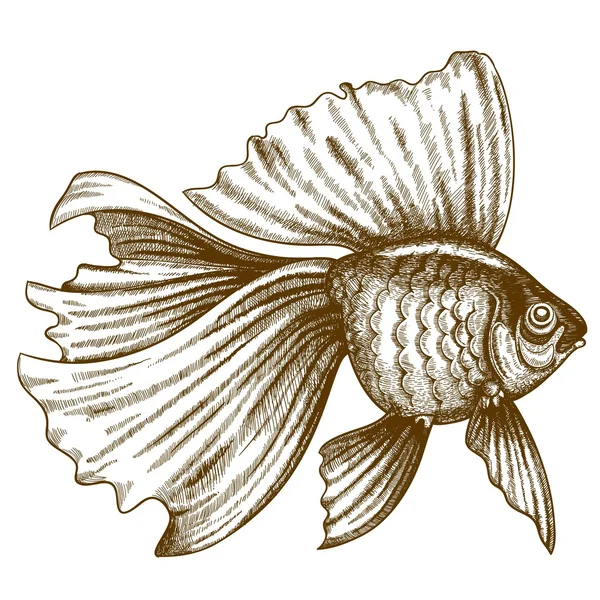Illustration of engraving goldfish on white background — Stock Vector