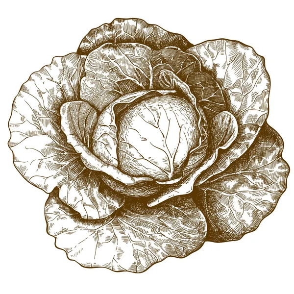 lahana beyaz zemin üzerine oyma