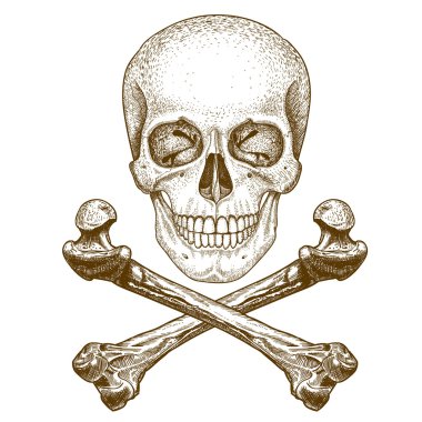 Engraving skull and crossbones on white background clipart