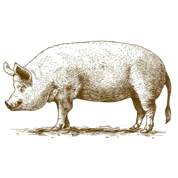 Ilustración vectorial del grabado de cerdo grande — Vector de stock