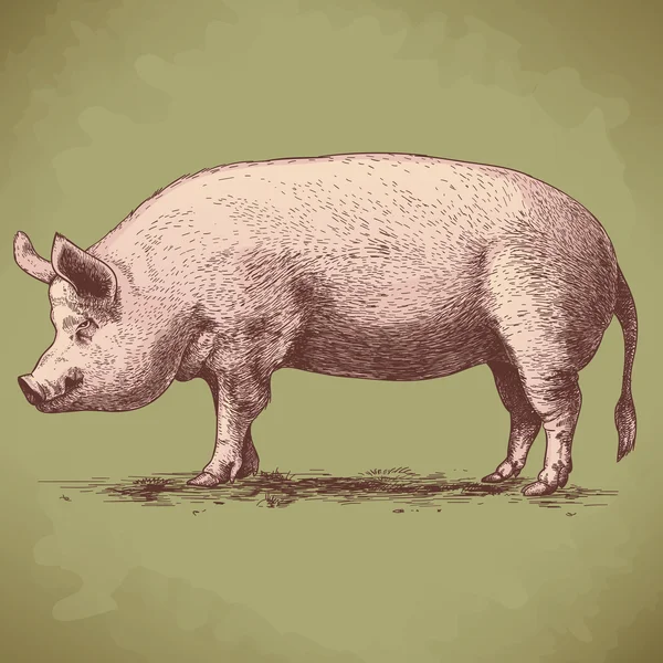 Vektor-Illustration des von Hand gezeichneten großen Schweins — Stockvektor