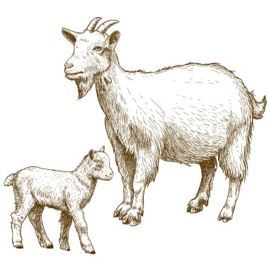 Vector illustration of engraving goat and kid clipart