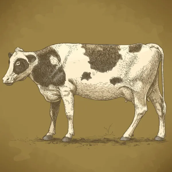 Illustration vectorielle de la gravure vache rétro — Image vectorielle