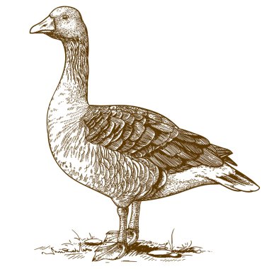 Vector engraving goose on white background clipart