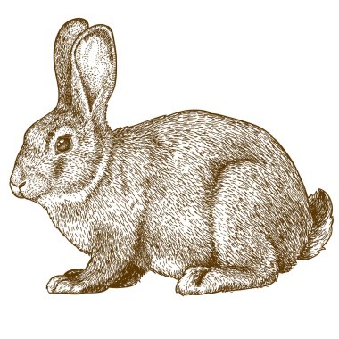 vector engraving rabbit on white background clipart