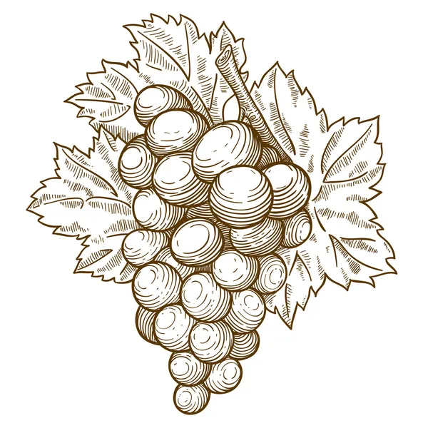 Гравировка винограда и листа на ветке — стоковый вектор
