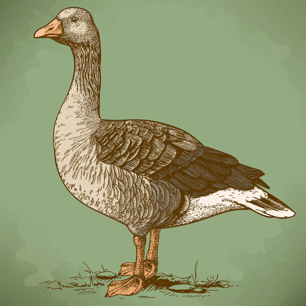 Векторная гравировка гусей в стиле ретро
