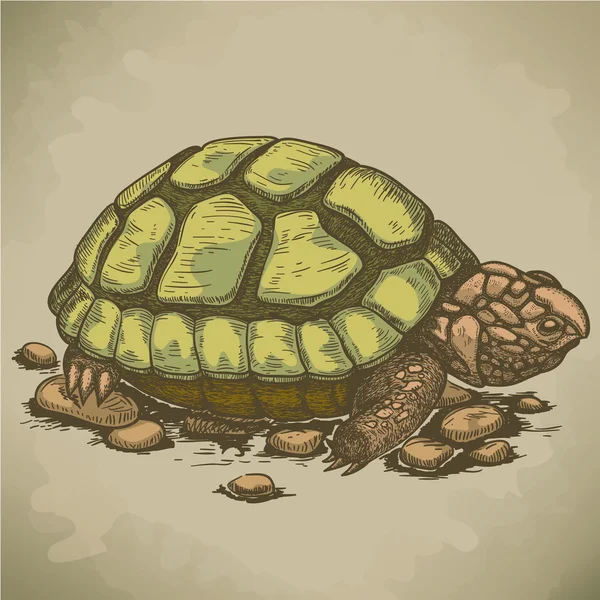 Ilustración de tortuga de grabado en estilo retro — Vector de stock