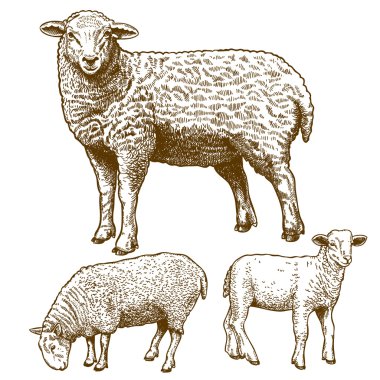 Vector illustration of engraving  three sheeps clipart