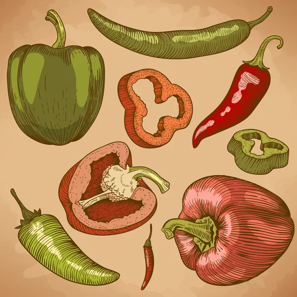 Gravure illustration de nombreux poivrons en couleur — Image vectorielle