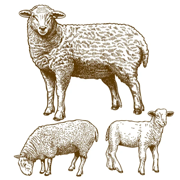 Ilustración vectorial del grabado de tres ovejas — Vector de stock