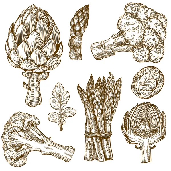 Grabado ilustración de verduras verdes — Vector de stock