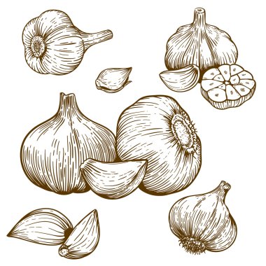 engraving illustration of garlic clipart