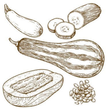 birçok kabak oyma çizimi