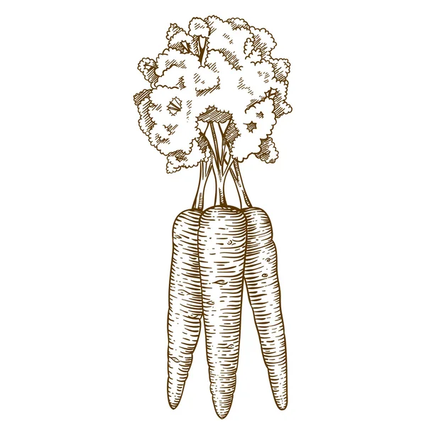 Gravure illustration de la carotte — Image vectorielle