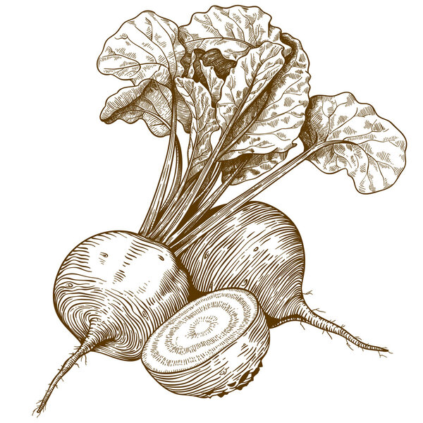 engraving illustration of beet