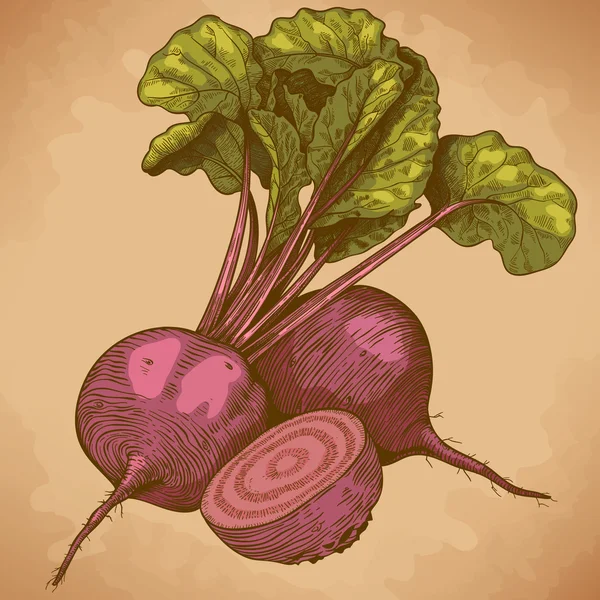 Engraving illustration of beet — Stock Vector