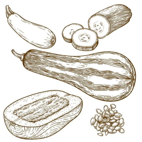 Gravur Illustration von vielen Squash — Stockvektor