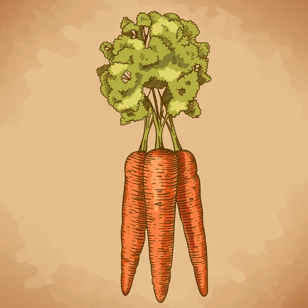 Гравировочная иллюстрация моркови — стоковый вектор