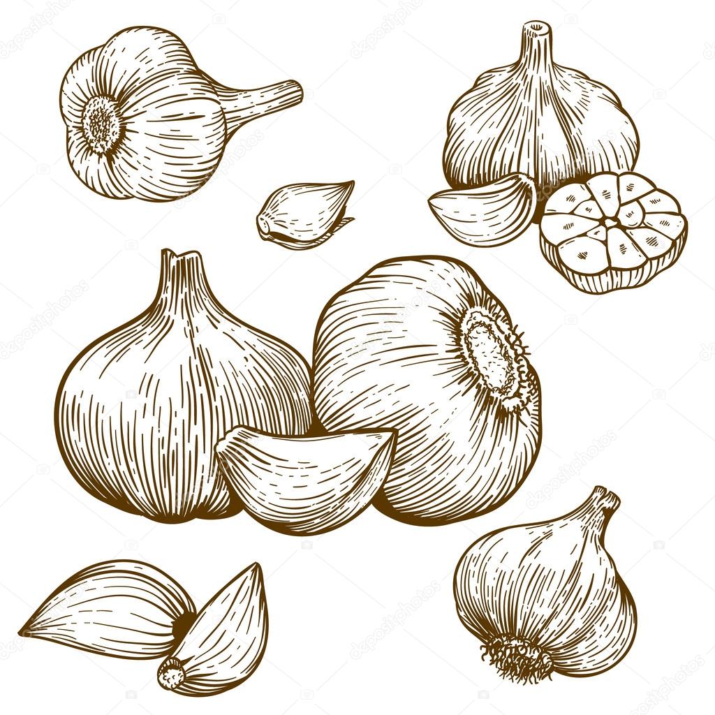engraving illustration of garlic