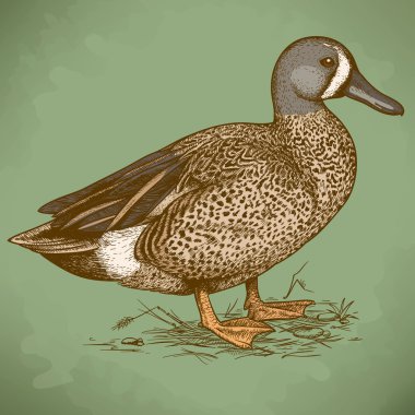 vector engraving duck in retro style clipart