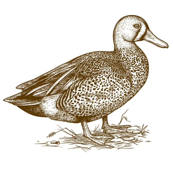Gravure vectorielle canard sur fond blanc — Image vectorielle
