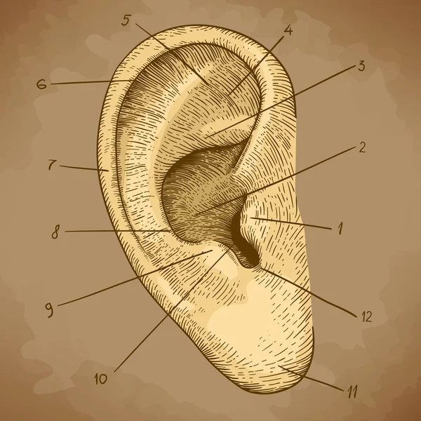Φορέα χάραξης ανθρώπινο αυτί σε στυλ ρετρό — Διανυσματικό Αρχείο