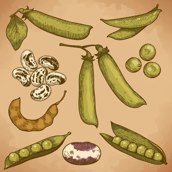 Fasulye ve bezelye oyma çizimi