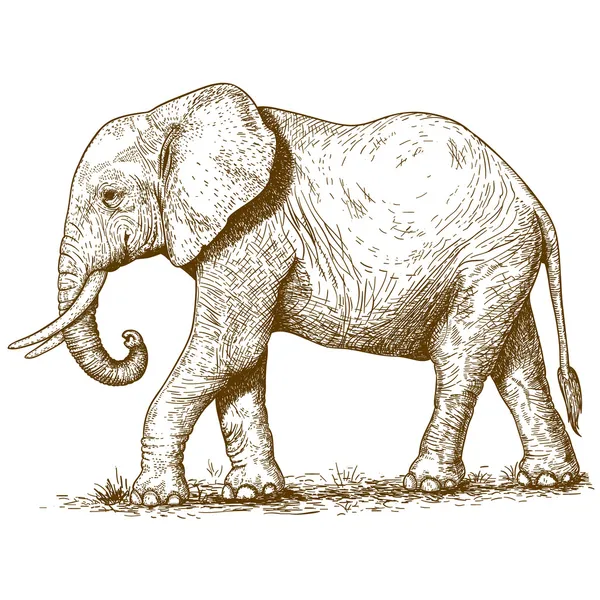 Ilustração vetorial de elefante gravura —  Vetores de Stock