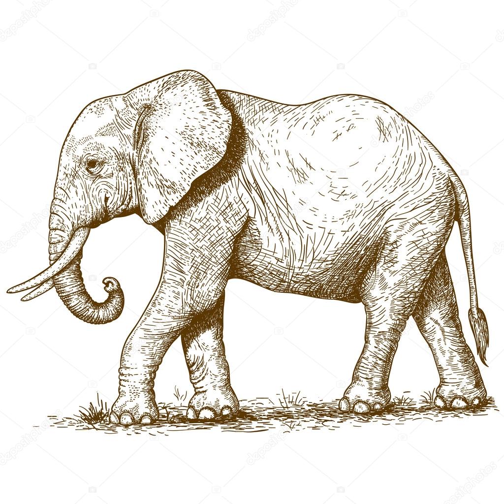 vector illustration of engraving elephant