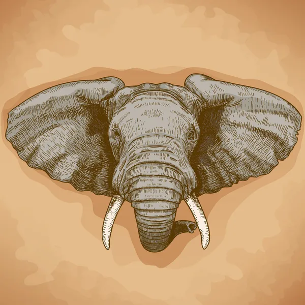 Vector illustration of engraving elephant head — Stock Vector