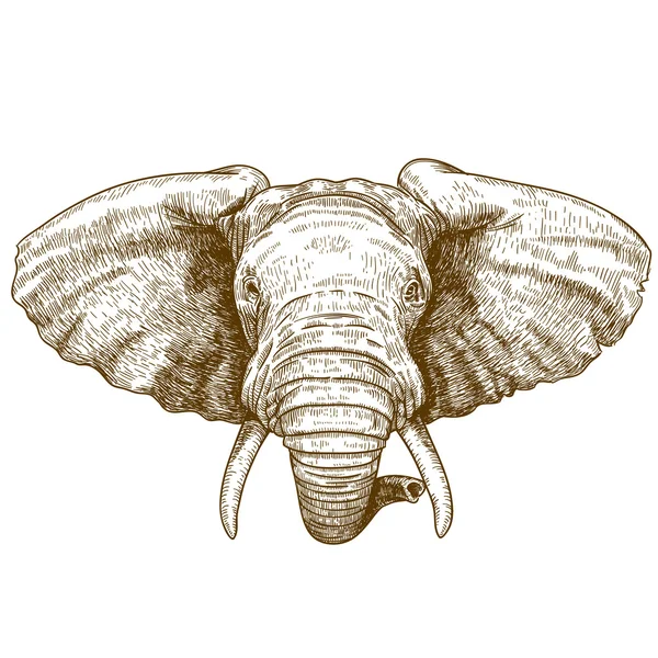 Ilustración vectorial de la cabeza de elefante grabado — Archivo Imágenes Vectoriales