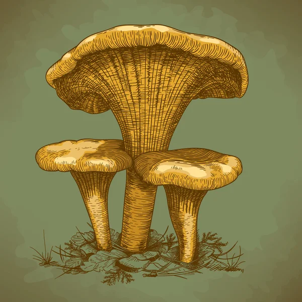 Illustration gravée de trois champignons — Image vectorielle