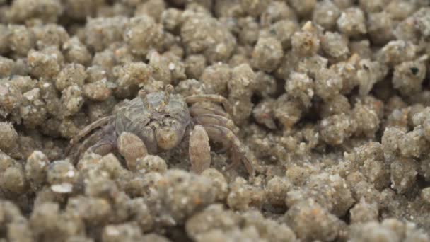 Κοντινό Πλάνο Του Καβουριού Φάντασμα Κάνει Μπάλες Άμμου Ενώ Φαγητό — Αρχείο Βίντεο