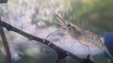Sudaki ağaç dalında hareketsiz duran karideslere yaklaş. Dev nehir karidesi ya da dev tatlı su karides larvası (makrobrachium rosenbergii).