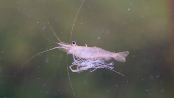 Yüzen Karides Larvalarını Kapatın Suda Dostça Yiyin Dev Nehir Karidesi — Stok video