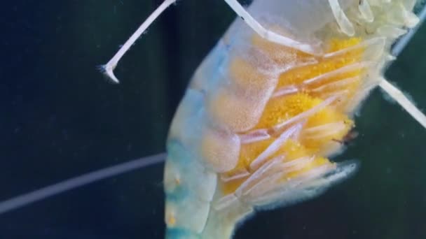 Karides Yumurtasının Macro Hamile Karideslerin Yüzüşünü Suda Yüzüşünü Kapatın Dev — Stok video