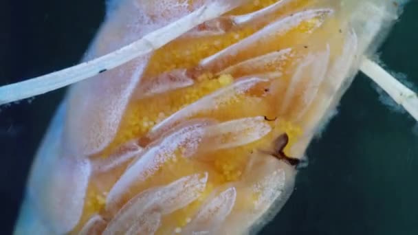 Macro Uova Gamberi Primo Piano Nuoto Gamberetti Incinta Galleggiante Acqua — Video Stock