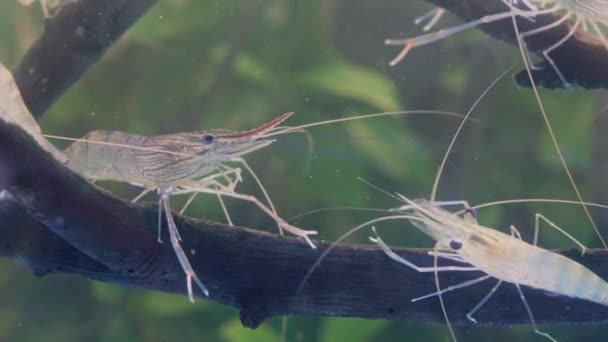 Großaufnahme Von Zwei Garnelen Die Still Auf Einem Astbaum Wasser — Stockvideo