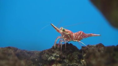 Mavi arka planda suyun altında yürüyen dans eden karideslerin yakın çekimi. Dans eden karides güzel taze renkte kırmızı karidestir. Akvaryumda popülerdir.