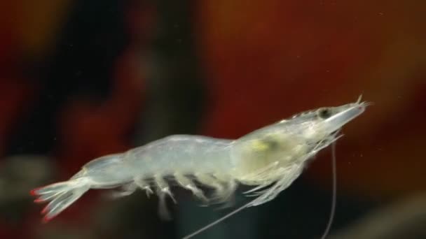 Detailní Záběr Krevety Plavání Vodě — Stock video