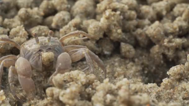 ゴーストカニのマクロは 食べている間に砂のボールを作ります 兵士カニまたはミチリスは小さなカニです腐植と小さな動物を食べ物としてビーチで見つけます — ストック動画