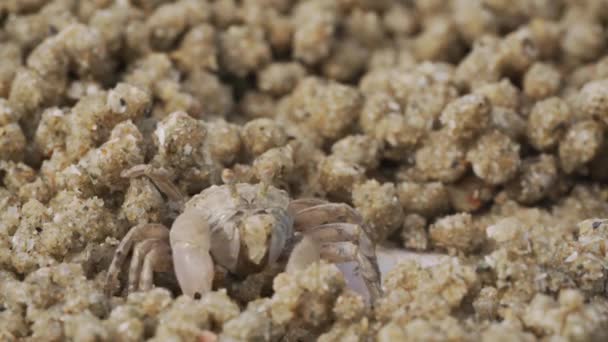 Großaufnahme Der Geisterkrabbe Macht Beim Essen Sandbälle Soldatenkrebse Oder Mictyris — Stockvideo