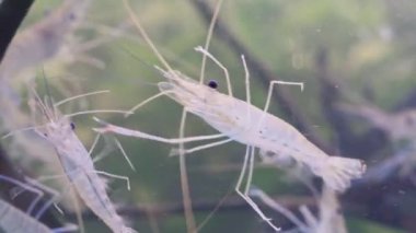 Close up of shrimp swimming and floating in water. Giant river prawn or giant freshwater prawn larvae (Macrobrachium rosenbergii) in macro