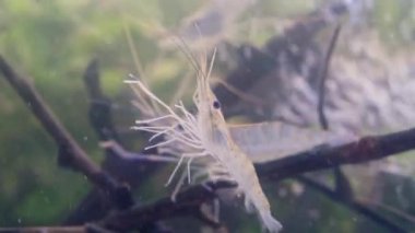 Yüzen ve suda yüzen karidesleri kapatın. Dev nehir karidesi ya da dev tatlı su karides larvası (makrobrachium rosenbergii).