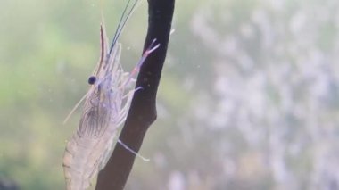 Sudaki ağaç dalında hareketsiz duran karideslere yaklaş. Karides kendini temizliyor. Dev nehir karidesi ya da dev tatlı su karides larvası (makrobrachium rosenbergii).